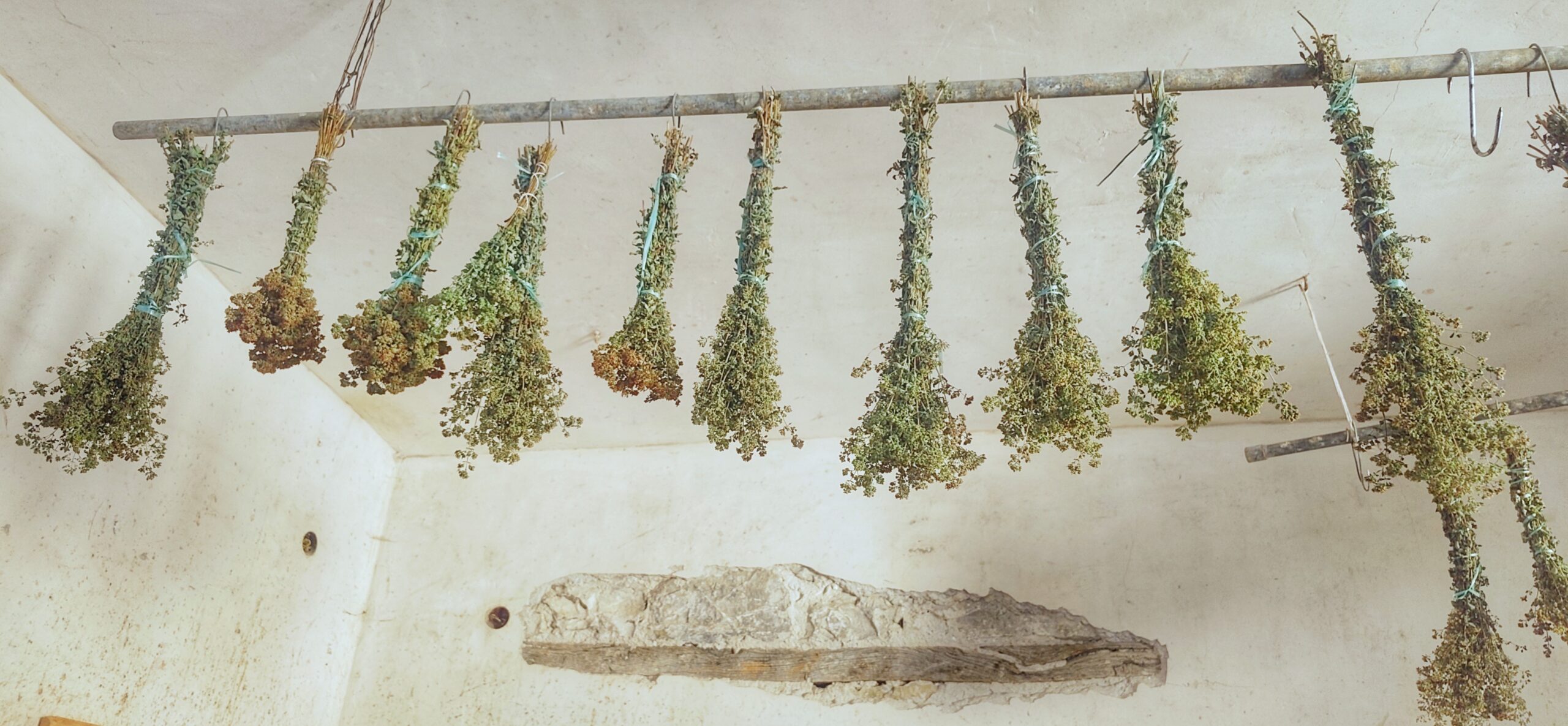 La raccolta dell’origano selvatico (Origanum vulgare)