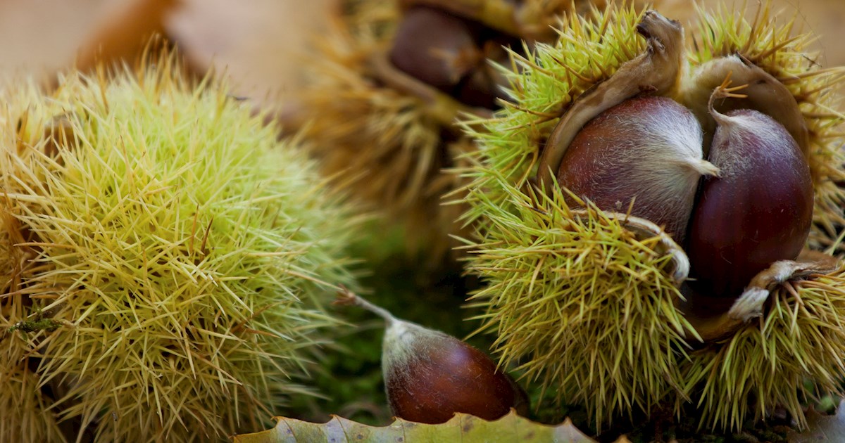 Il Marrone di Roccadaspide IGP: agronomia, qualificazione e impieghi dell’eccellenza castanicola cilentana