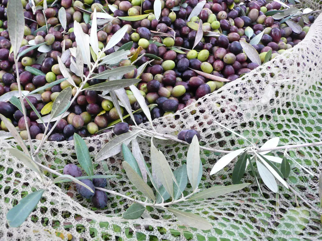 La memoria dell’olio a Borgo Tuoro: dai vecchi frantoi all’eccellenza moderna