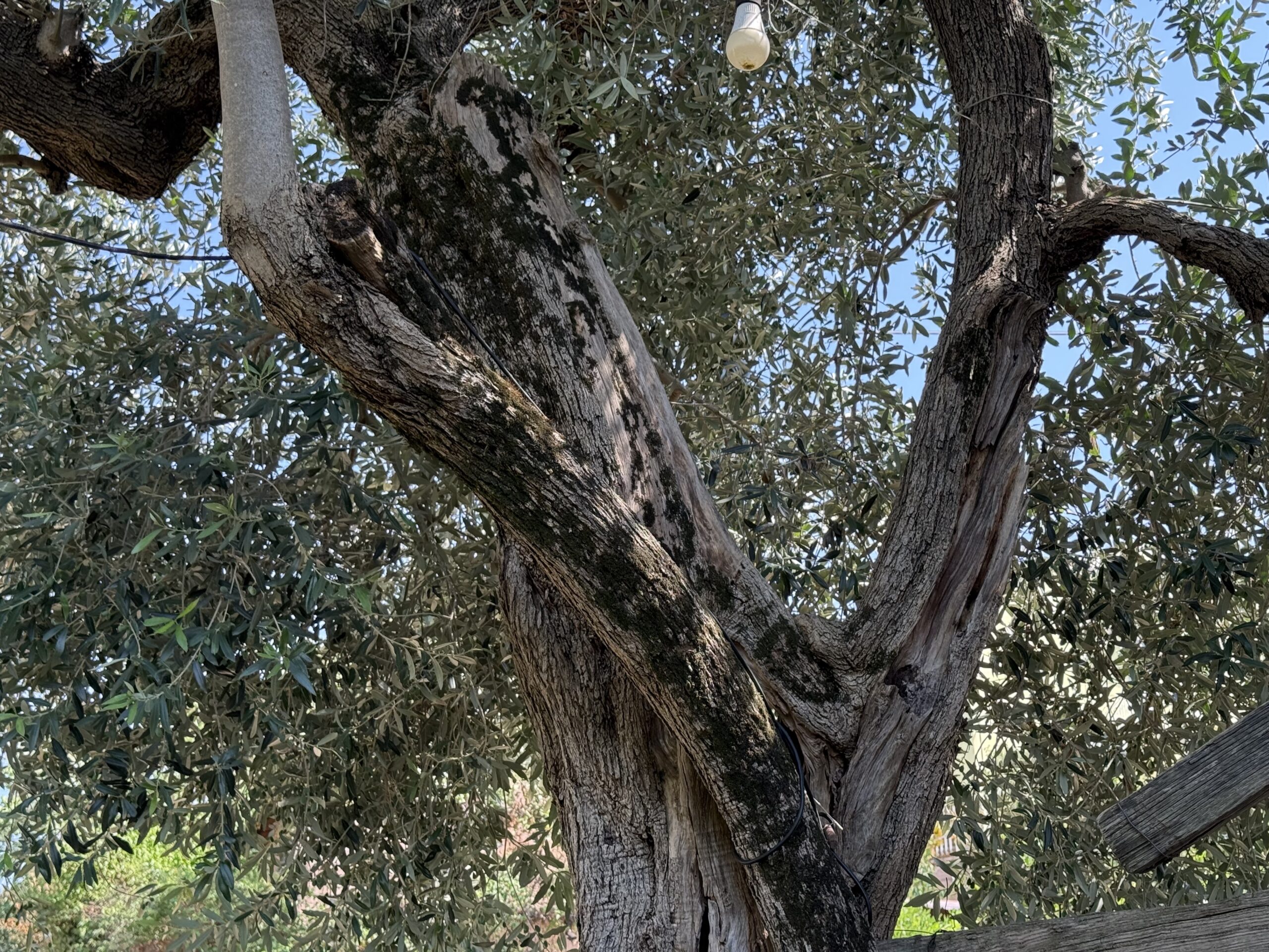 Borgo Tuoro si prepara alla stagione dell’olio: l’eccellenza collinare che guarda alla Toscana